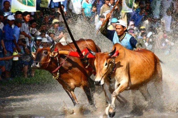 Lễ Hội Đua Bò Bảy Núi: “F1” Độc Đáo Của Người Khmer An Giang