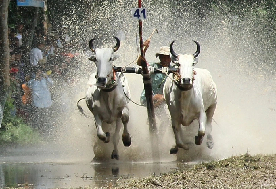 Lễ Hội Đua Bò Bảy Núi: 