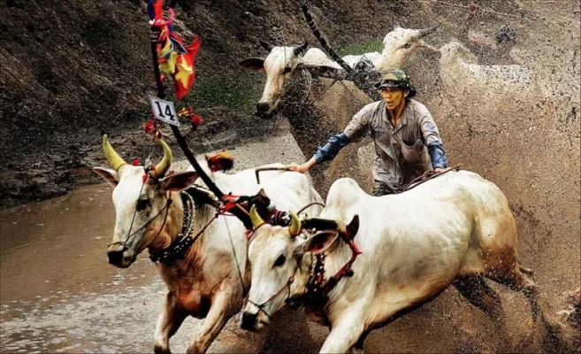 Khám Phá Lễ Hội Đua Bò Bảy Núi An Giang: “F1 Đồng Ruộng” Đậm Bản Sắc