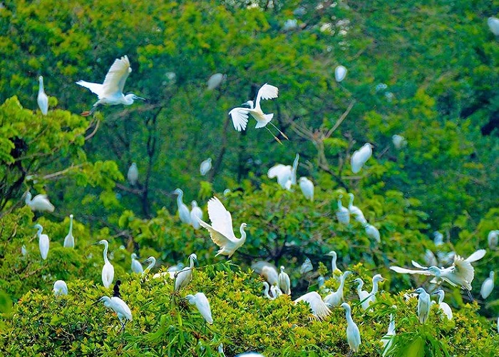 Sân chim Bạc Liêu: Thiên đường hoang dã giữa lòng đô thị
