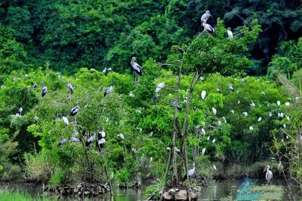 Sân Chim Bạc Liêu: Thiên Đường Hoang Dã Giữa Phố Thị Độc Đáo